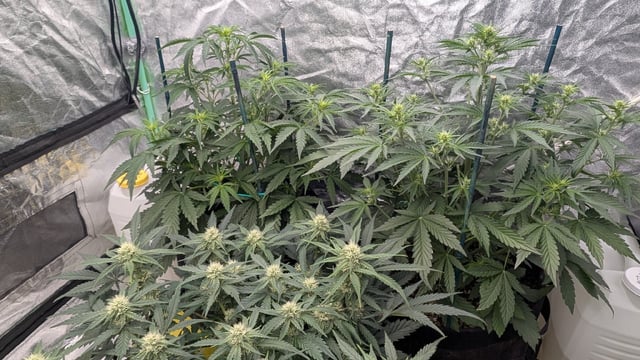 Perpetual Autoflower Mixed Grow #3 — vegetative, day 38