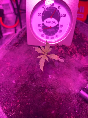 frosted zinn x cookie dog auto — flower, day 1