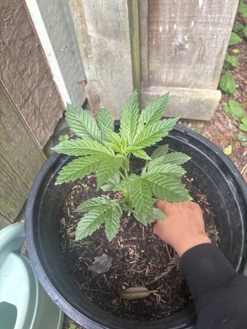 My First Grow — vegetative, day 86