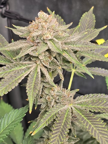 Barney's Farm - Cherry Popper — flower, day 121