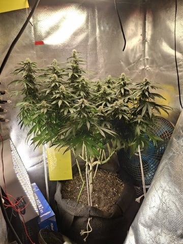 1st Grow - ROYAL MOBY (indoor)(photop.)