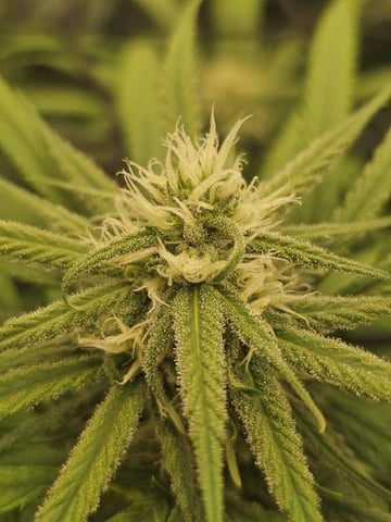 Dwc & Soil Run.  — flower, day 76