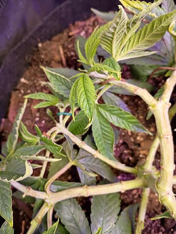 Purple Plum Perfect 💜 & 2 Grape Runtz 🍇 Mainlining garden.  — vegetative, day 118