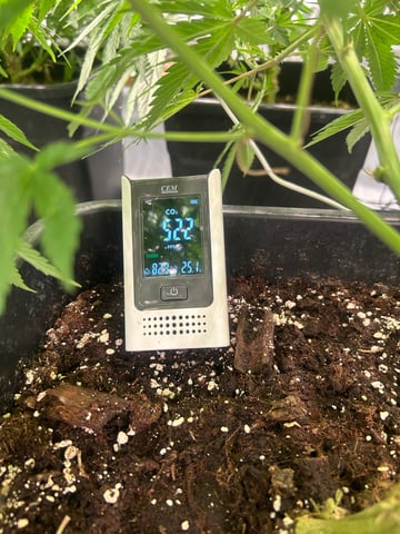 zunami s1 grounded genetics  — flower, day 39