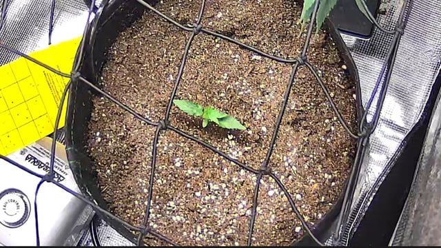 Vanna's Vanilla — seedling_rooting, day 13