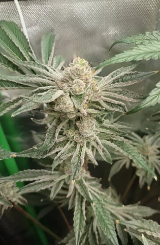 Mainely Genetics Micro Pheno Hunt — flower, day 85