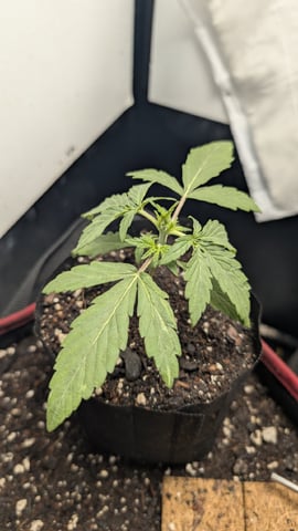 Spring  — seedling_rooting, day 13