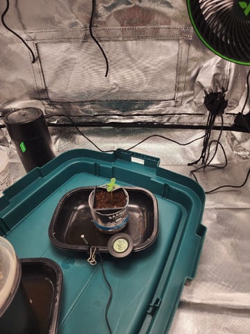 Dos Si Dos. Indica — seedling_rooting, day 2