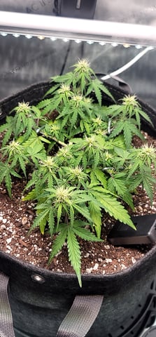 Number Two.  Lola — flower, day 57