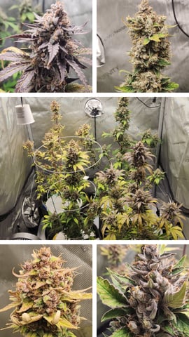 Another round of Mephisto Genetics from Schoolyard Crush and Do-si-delirium drops. — flower, day 77