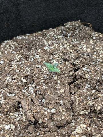 first grow — seedling_rooting, day 1