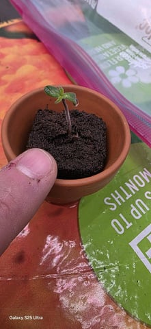 First ever — seedling_rooting, day 27