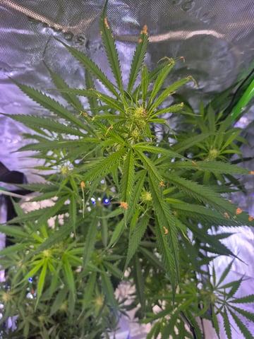 First "Auto" Grow — flower, day 50