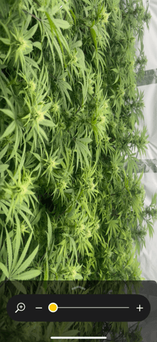 zunami s1 grounded genetics  — flower, day 58