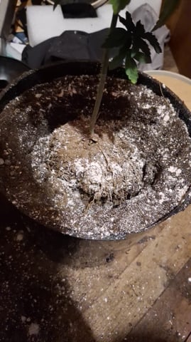 1st Grow - ROYAL MOBY (indoor)(photop.) — vegetative, day 69