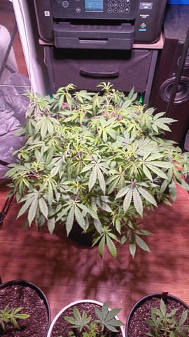 FKAFL — vegetative, day 96