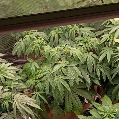 TentPlantLightFan — vegetative, day 64