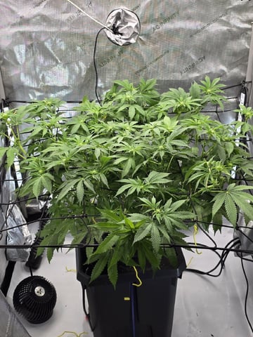 Barney's Farm - Cherry Popper — flower, day 78