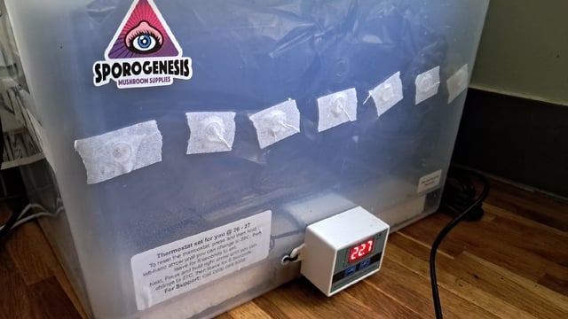 No3 — germination, day 2