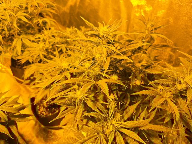 2nd Autoflower Indoor Grow — flower, day 45