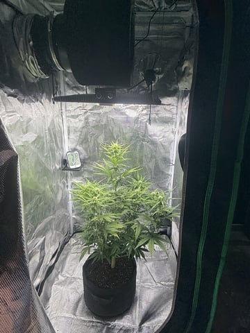 Indoor — flower, day 44