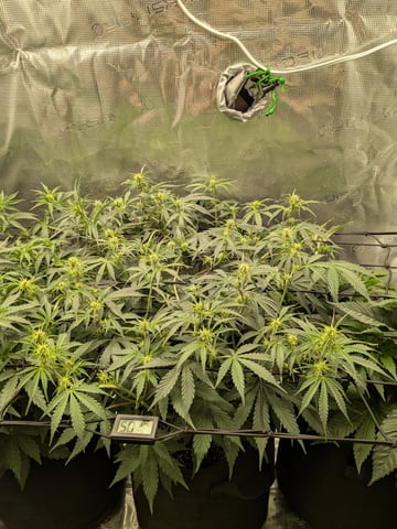 first grow — flower, day 32