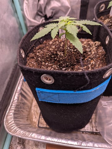 Autos — vegetative, day 8