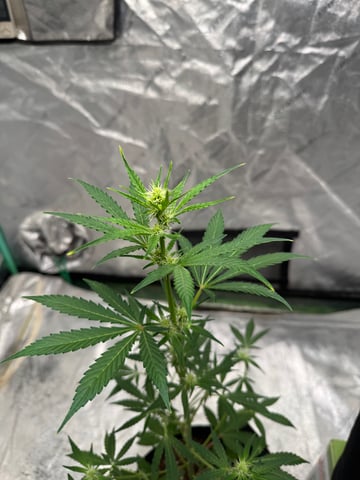white runtz auto flower — flower, day 37