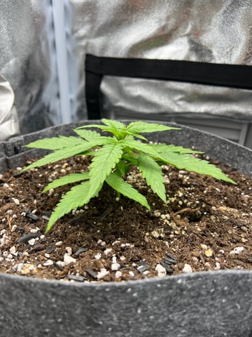 F1 Titan — vegetative, day 19