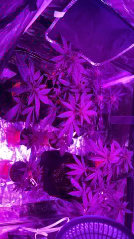 blueberry cupcake  — harvest, day 131