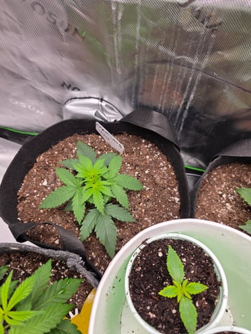 My Second Indoor — vegetative, day 19