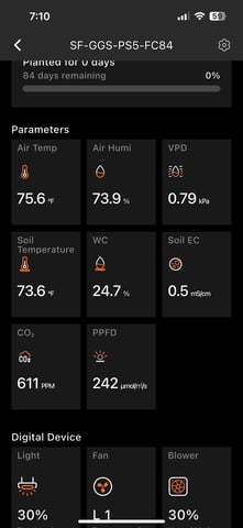 Amnesia Haze auto flower — germination, day 3