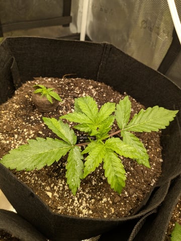first grow — vegetative, day 13