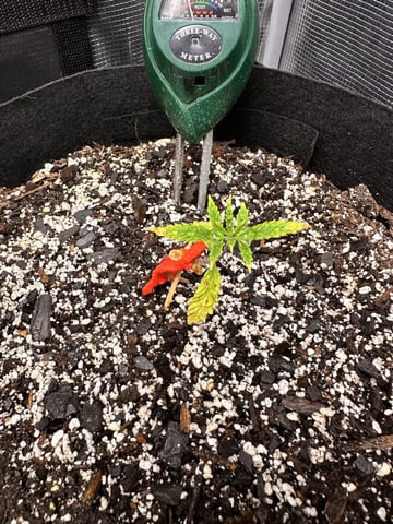 Gorilla Cookies — 1st Grow — vegetative, day 25