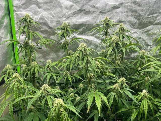 Autoskunk and OG Kush — flower, day 60