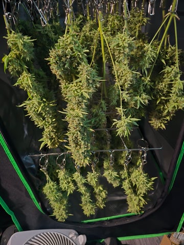 2nd Autoflower Indoor Grow — flower, day 106