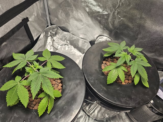 fat banana  — grow_setup, day 1