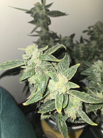 high octane x holy grail  — auto, day 34