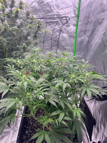 tropicana cookie purple  — flower, day 47