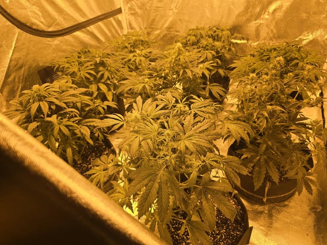 Autos AGAIN — vegetative, day 43
