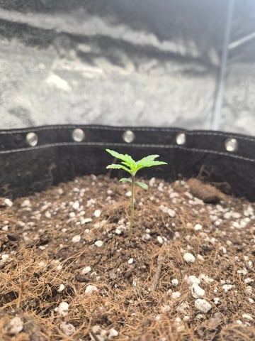 I'll get it right — seedling_rooting, day 15