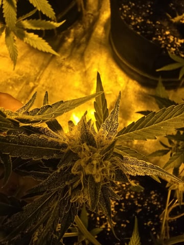 3rd Auto Grow — flower, day 84