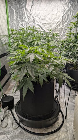 Strawberry Cheesecake Seedsman Seeds Autoflowers x2 — flower, day 38