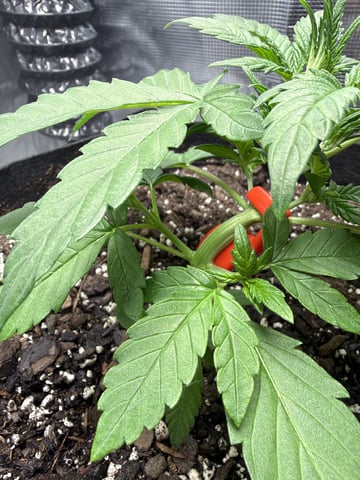 Gorilla Cookies 2nd Try — vegetative, day 29
