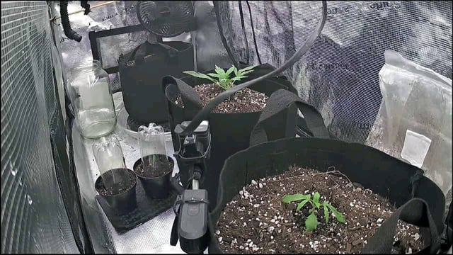 week 1 — seedling_rooting, day 16