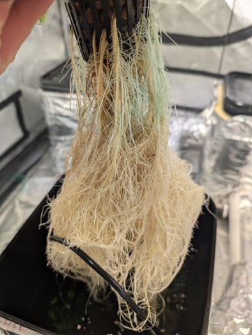 Black African Magic feminization  — flower, day 12