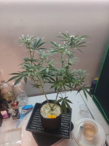 Mainely Genetics Micro Pheno Hunt — flower, day 61