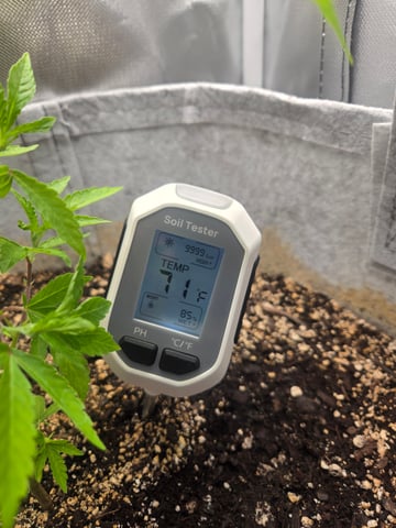 Looking for advice! — vegetative, day 16