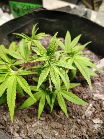 Hindu Kush — vegetative, day 46