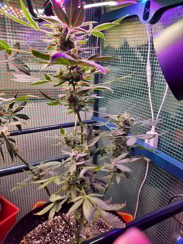 Blackberry kush — vegetative, day 96